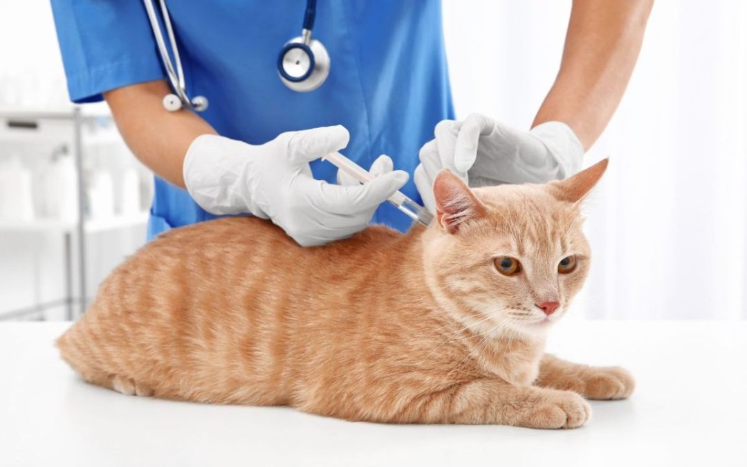 Diabete nel gatto: come si manifesta e come prevenirlo