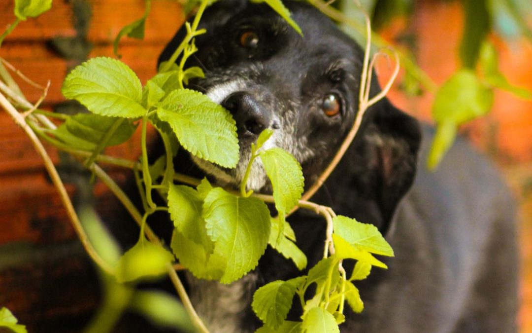 Piante Velenose per i cani, quali sono e come agire