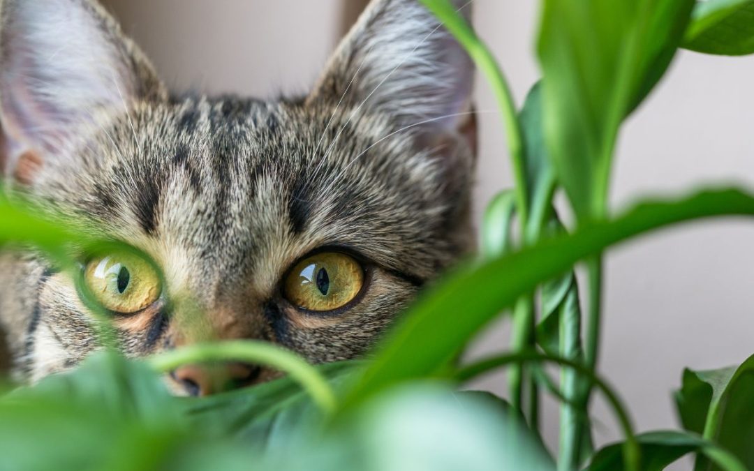 Piante velenose per i gatti: come proteggere il tuo felino