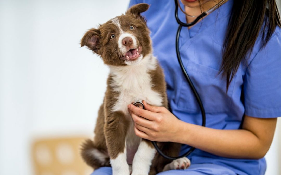 Malattie parassitarie del cane: riconoscerle e prevenirle per proteggere la salute del tuo amico a quattro zampe