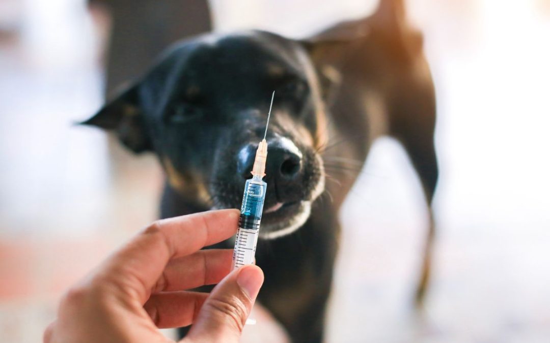 Perché è importante la vaccinazione dei cani