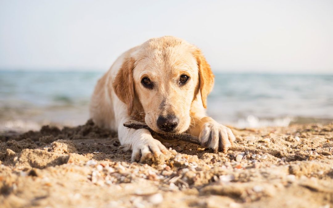 portare il cane in spiaggia fa bene