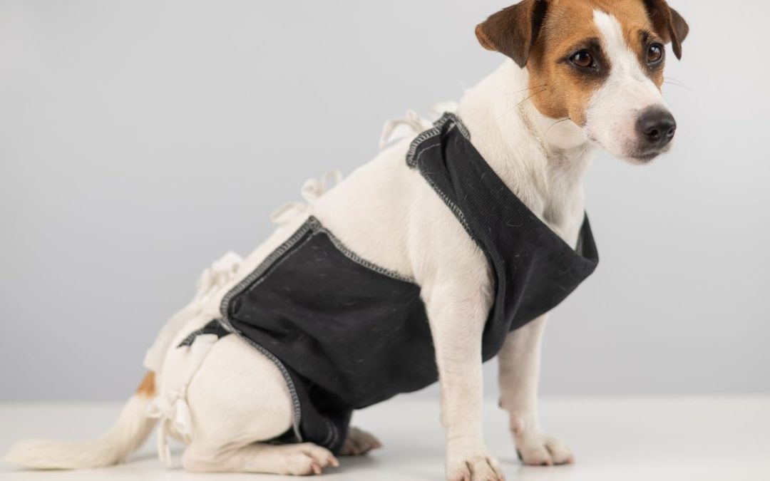 sterilizzazione cane femmina