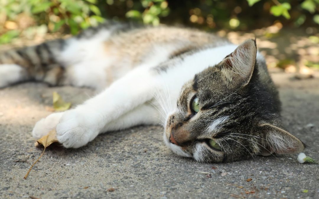 Gatti e caldo, come proteggerli al meglio