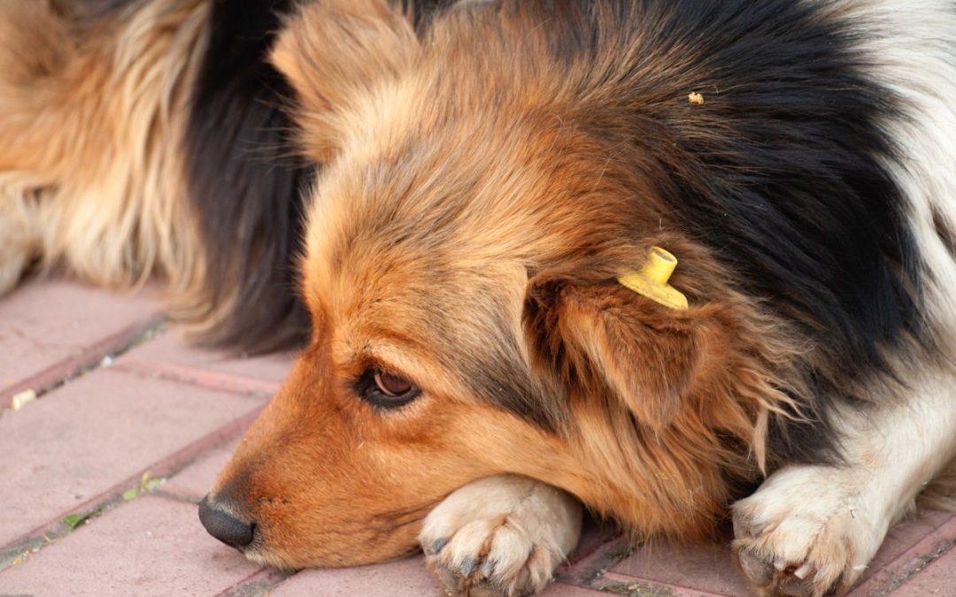 Sterilizzazione cane maschio, tutto ciò che devi sapere