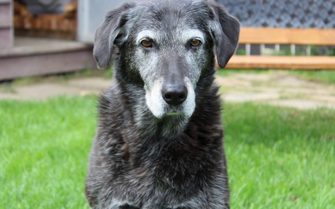 Alimentazione corretta per cani anziani: consigli pratici