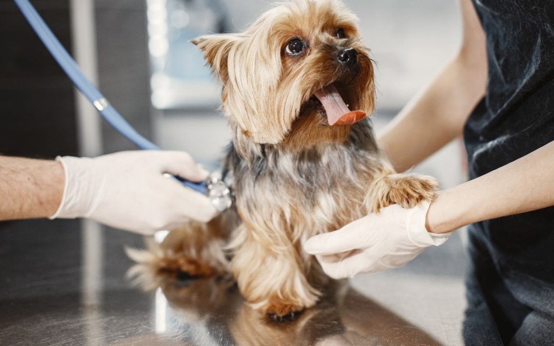 controllo cardiologico cane