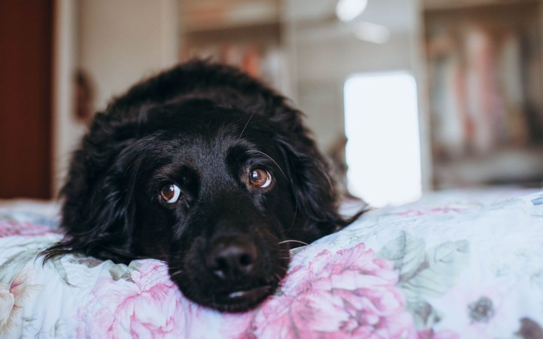 Come gestire l’ansia da separazione nei cani