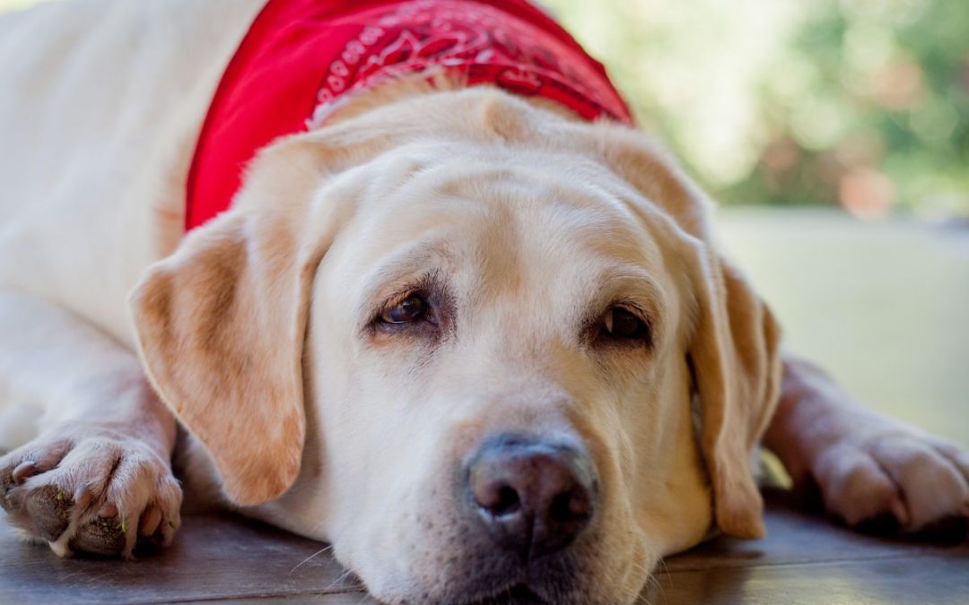 Come affrontare l’obesità nei cani: strategie efficaci