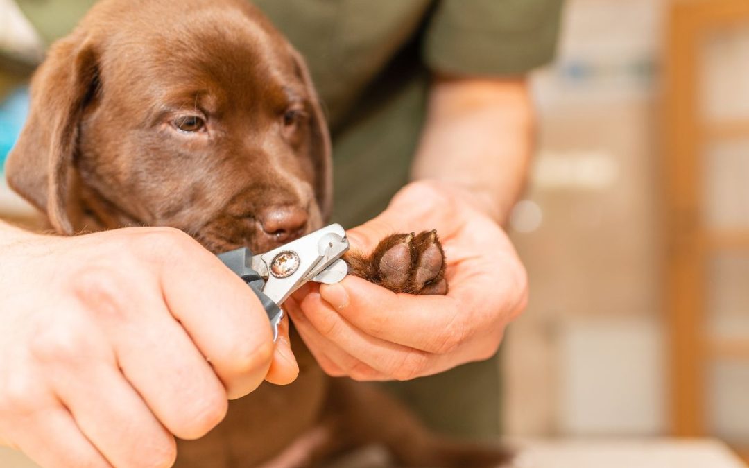 Come tagliare le unghie ai cani e prendersene cura